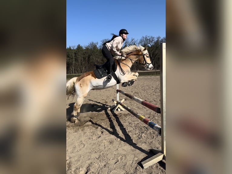 Haflinger Caballo castrado 16 años 150 cm Castaño claro in Berlin