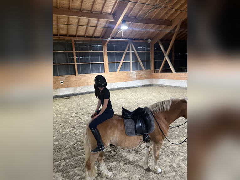 Haflinger Caballo castrado 16 años 152 cm Alazán in Aying