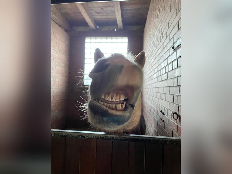 Haflinger Caballo castrado 17 años 145 cm in Unterletzen