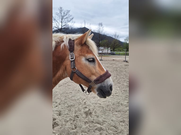 Haflinger Caballo castrado 17 años 145 cm in Unterletzen