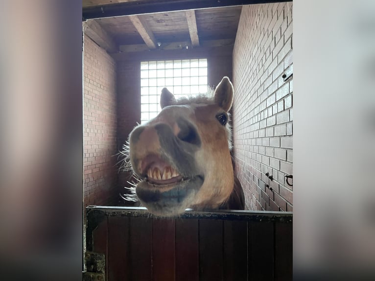 Haflinger Caballo castrado 17 años 145 cm in Unterletzen