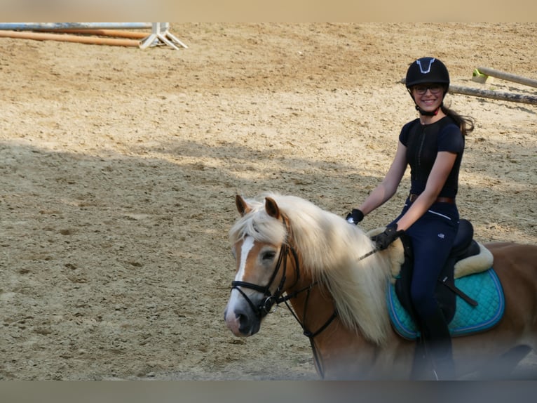 Haflinger Mestizo Caballo castrado 17 años 148 cm Alazán in Viersen