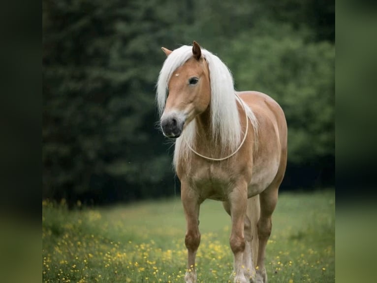 Haflinger Caballo castrado 17 años 153 cm Alazán in Nordholz