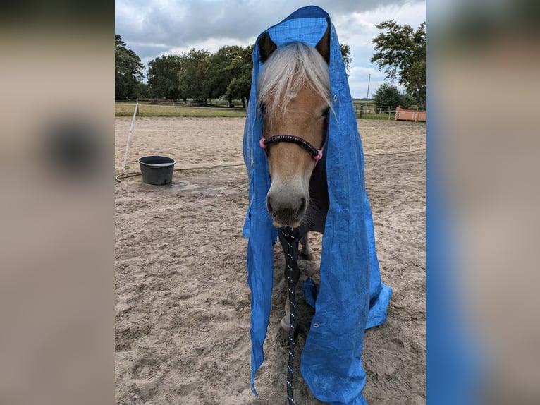 Haflinger Caballo castrado 17 años 153 cm Alazán in Nordholz