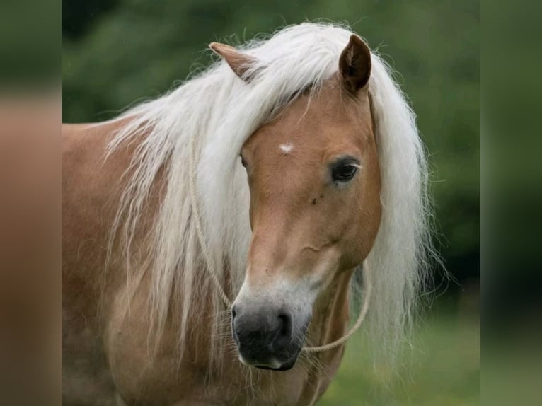 Haflinger Caballo castrado 17 años 153 cm Alazán in Nordholz