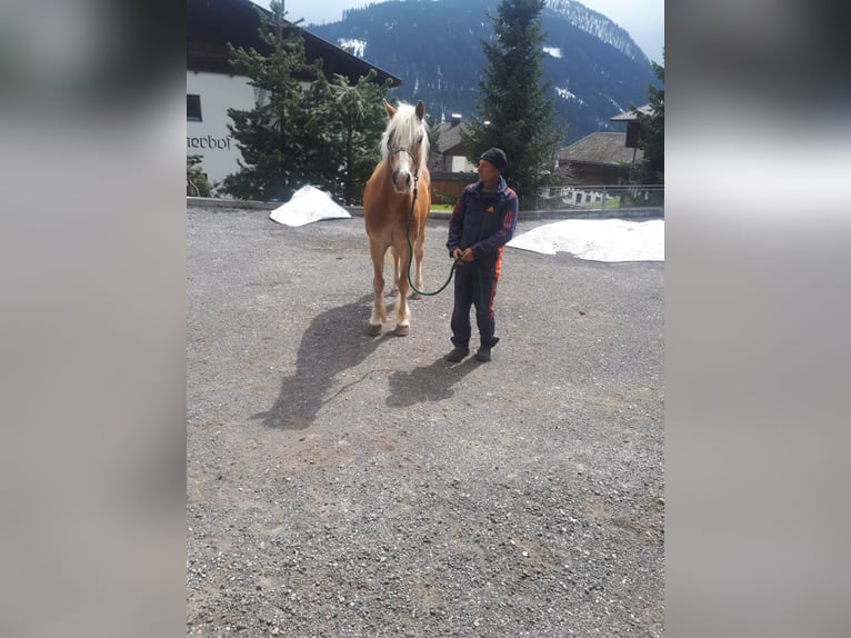 Haflinger Caballo castrado 17 años 156 cm Alazán in Obertilliach