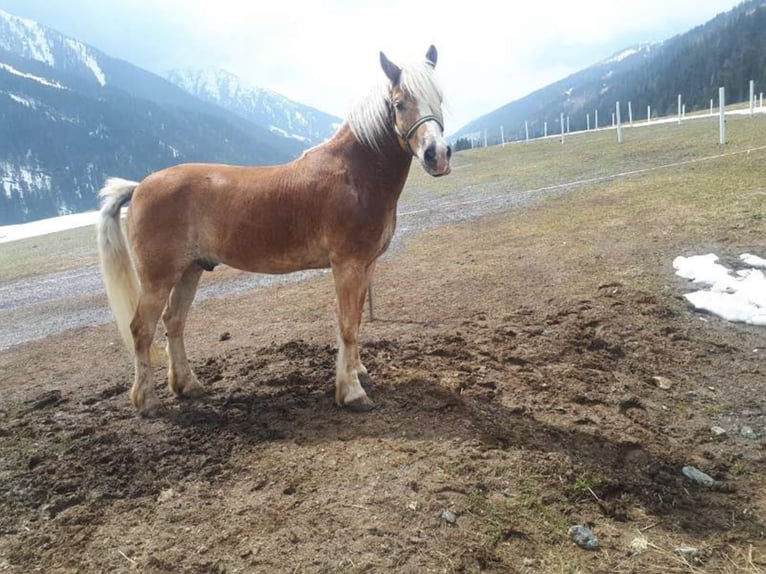 Haflinger Caballo castrado 17 años 156 cm Alazán in Obertilliach