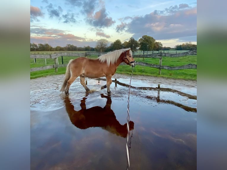 Haflinger Caballo castrado 18 años 140 cm Castaño claro in Esens