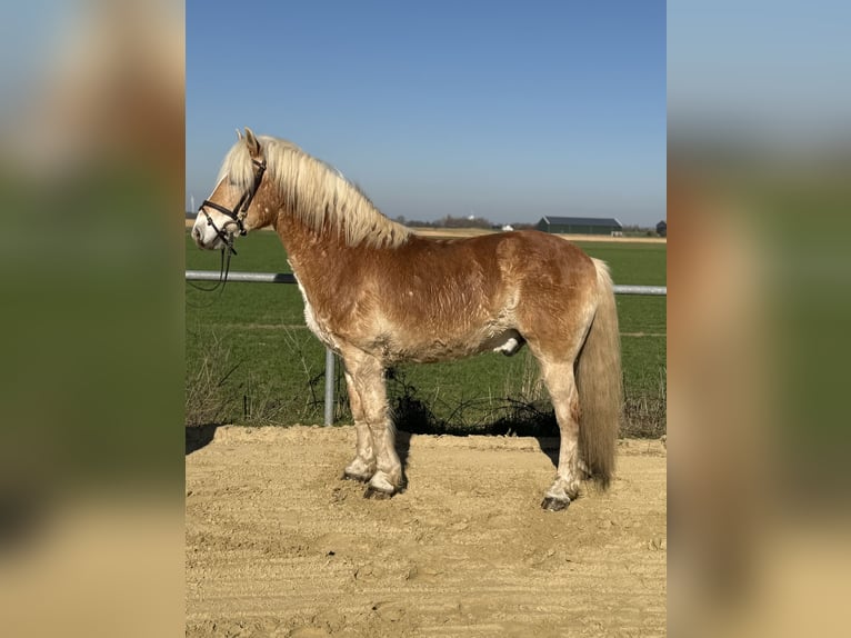 Haflinger Caballo castrado 18 años 140 cm Palomino in Geilenkirchen