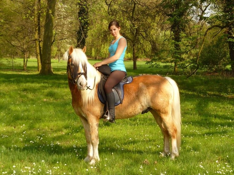 Haflinger Caballo castrado 18 años 142 cm Palomino in bergen