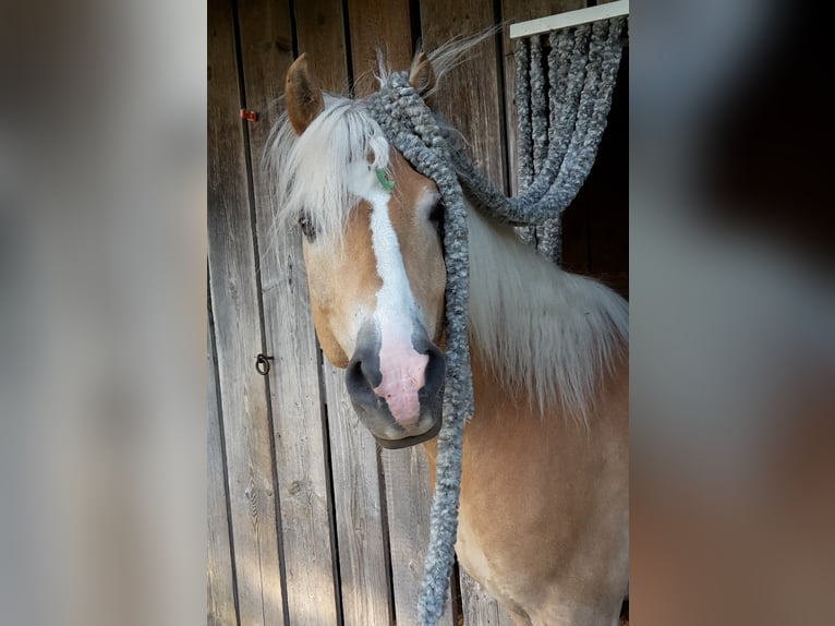 Haflinger Caballo castrado 18 años 148 cm Alazán in Basadingen