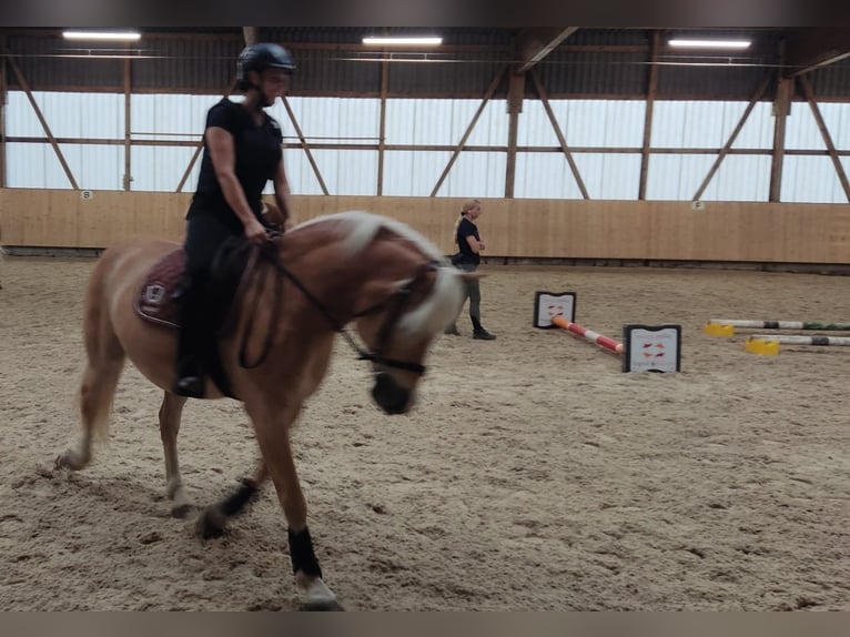 Haflinger Caballo castrado 18 años 148 cm Alazán in Basadingen