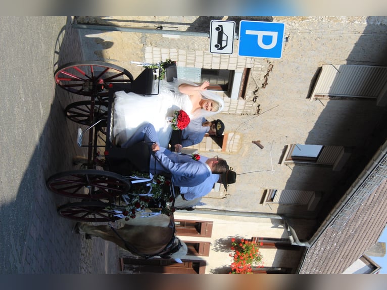 Haflinger Caballo castrado 18 años 150 cm  in Ober-Hilbersheim