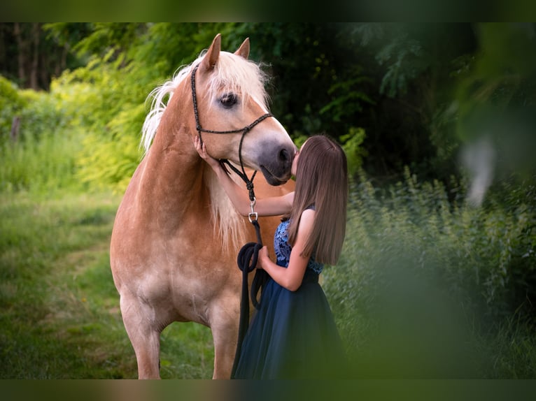 Haflinger Caballo castrado 18 años 150 cm  in Hollabrunn