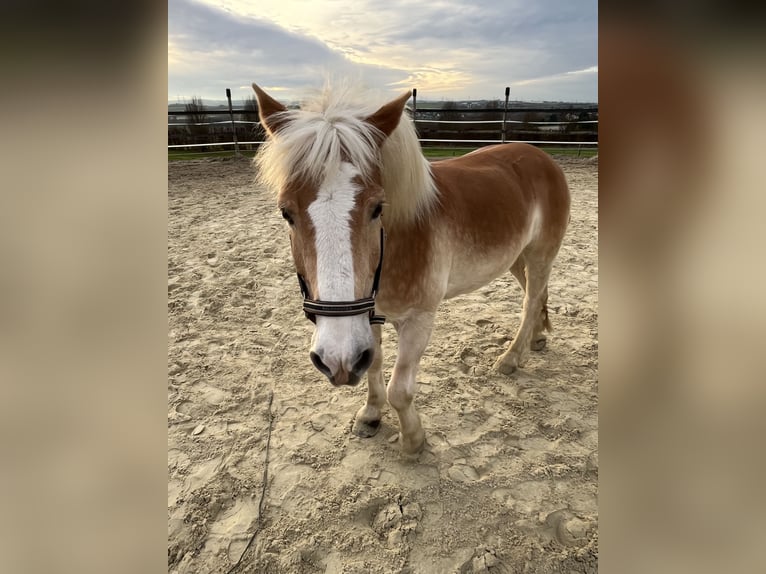 Haflinger Caballo castrado 18 años 153 cm Castaño claro in Grafschaft