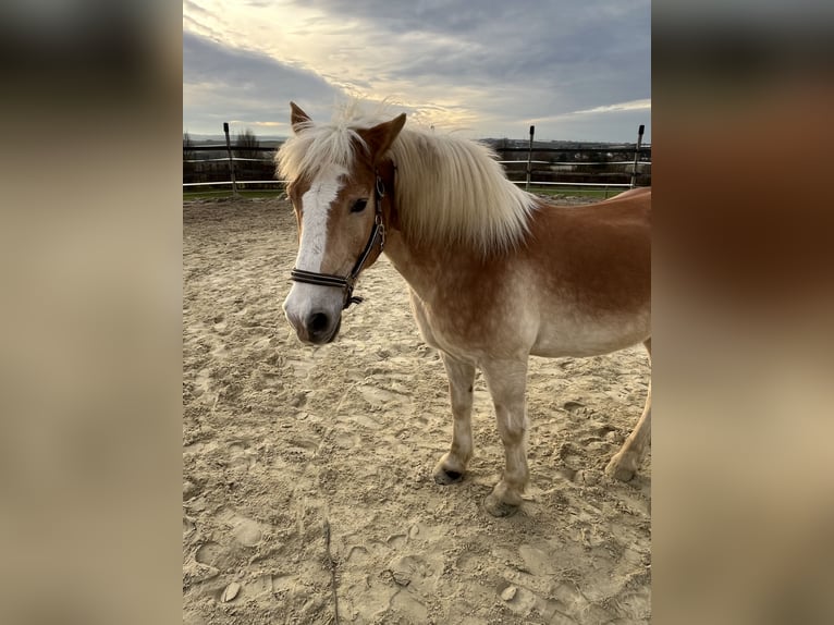 Haflinger Caballo castrado 18 años 153 cm Castaño claro in Grafschaft