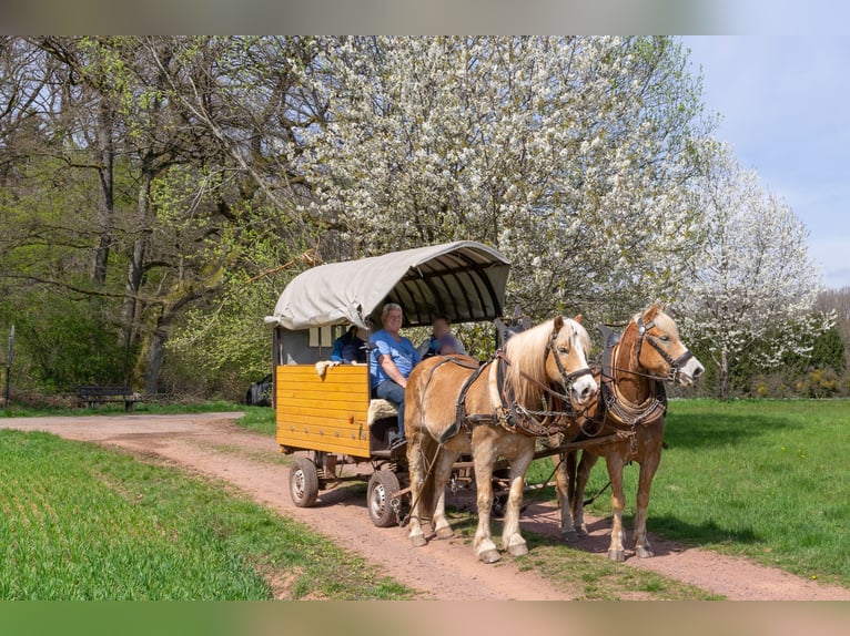 Haflinger Caballo castrado 18 años 154 cm Alazán in Taben-Rodt