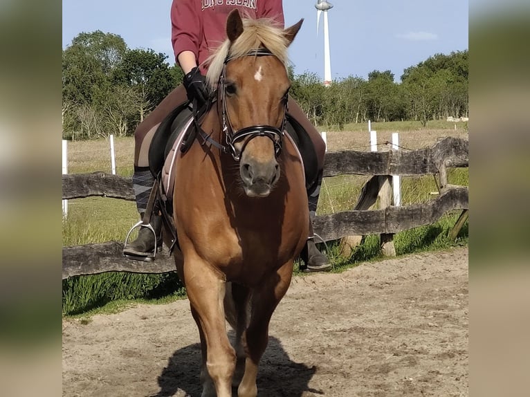 Haflinger Mestizo Caballo castrado 19 años 153 cm Alazán in Südbrookmerland Victorbur