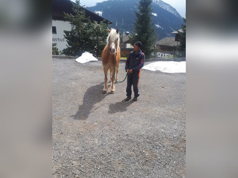 Haflinger Caballo castrado 19 años 156 cm Alazán in Obertilliach
