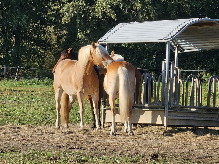 Haflinger Caballo castrado 19 años 159 cm Alazán in Merenberg