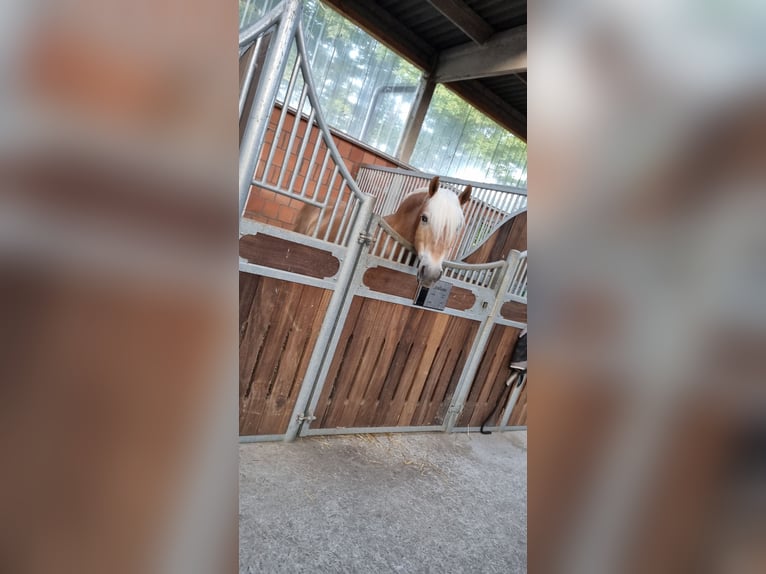 Haflinger Caballo castrado 19 años 159 cm Alazán in Merenberg