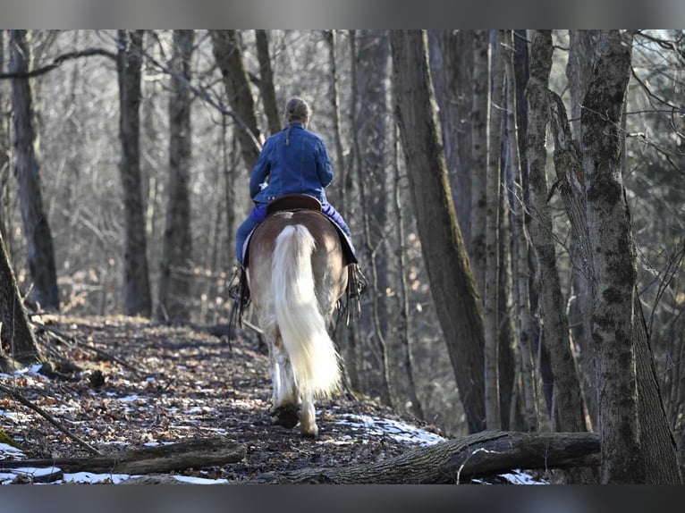 Haflinger Caballo castrado 19 años Alazán rojizo in Millersburg OH