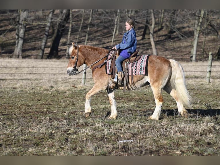 Haflinger Caballo castrado 19 años Alazán rojizo in Millersburg OH