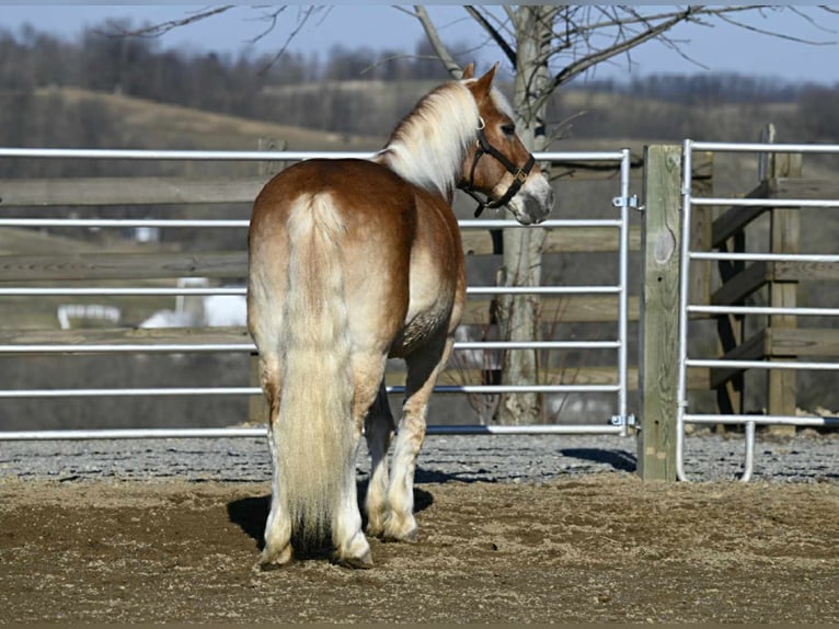 Haflinger Caballo castrado 19 años Alazán rojizo in Millersburg OH