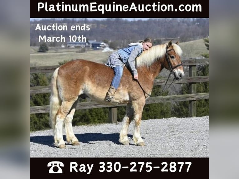 Haflinger Caballo castrado 19 años Alazán rojizo in Millersburg OH