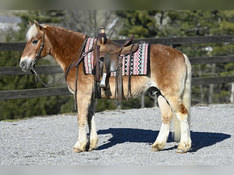 Haflinger Caballo castrado 19 años Alazán rojizo in Millersburg OH