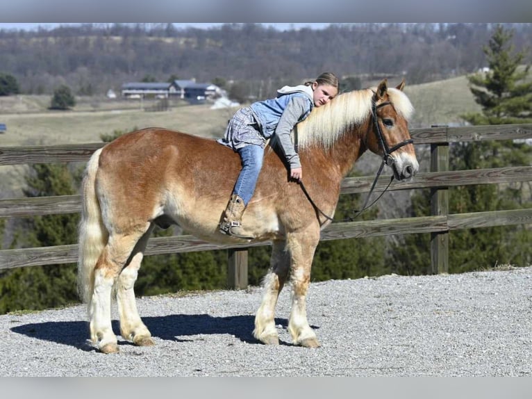 Haflinger Caballo castrado 19 años Alazán rojizo in Millersburg OH