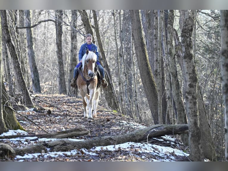 Haflinger Caballo castrado 19 años Alazán rojizo in Millersburg OH