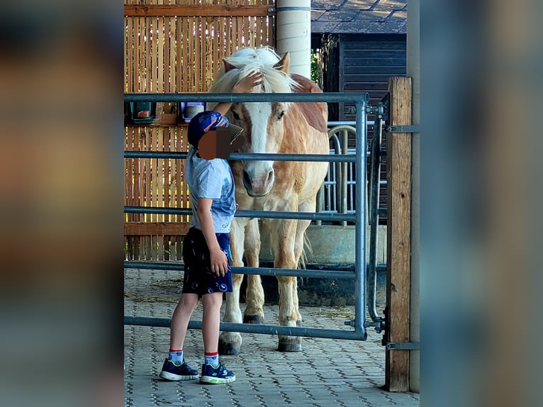 Haflinger Caballo castrado 19 años in Ober-Grafendorf