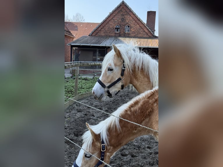 Haflinger Caballo castrado 1 año 145 cm Alazán in Drensteinfurt - Rinkerode