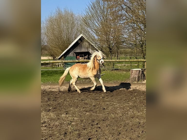 Haflinger Caballo castrado 1 año 145 cm Alazán in Drensteinfurt - Rinkerode