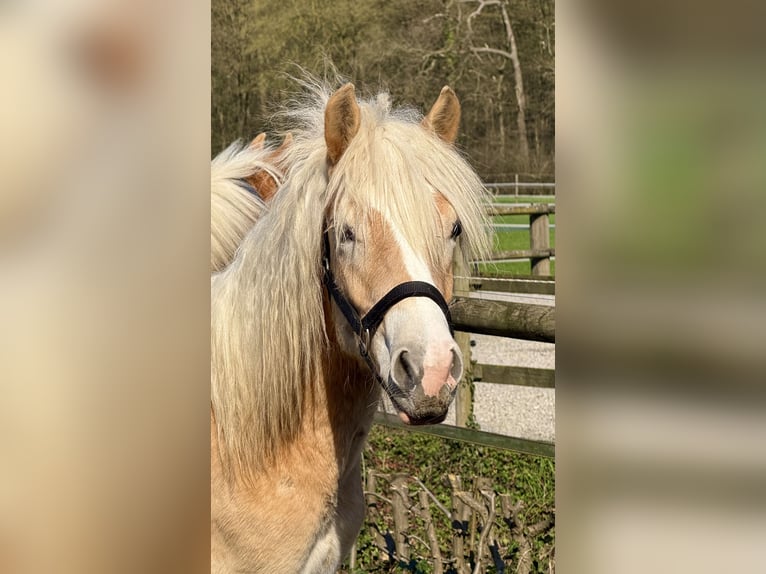 Haflinger Caballo castrado 1 año 145 cm Alazán in Drensteinfurt - Rinkerode
