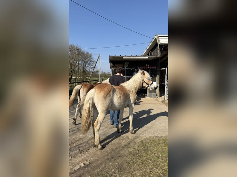 Haflinger Caballo castrado 1 año 145 cm Alazán in Drensteinfurt - Rinkerode