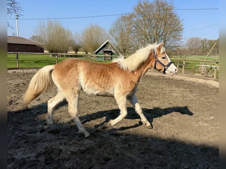 Haflinger Caballo castrado 1 año 145 cm Alazán in Drensteinfurt