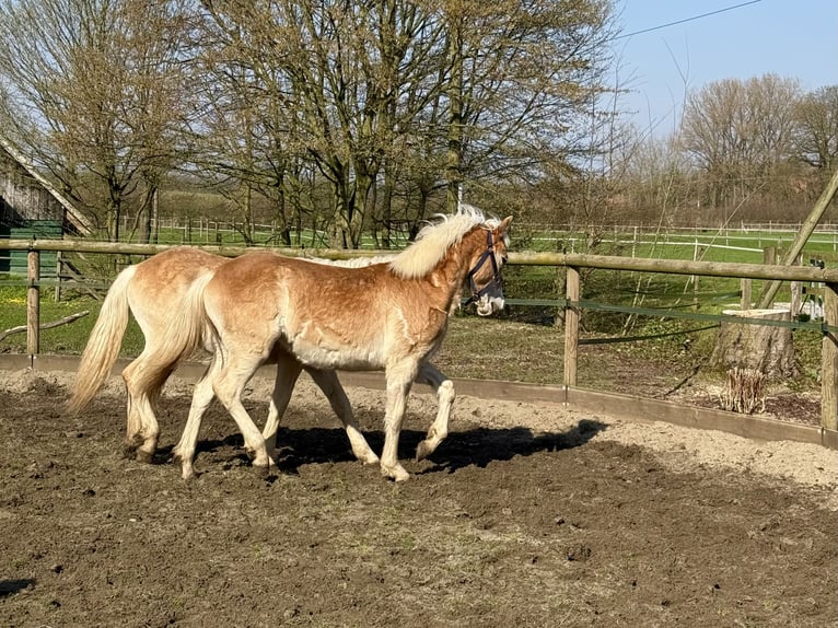 Haflinger Caballo castrado 1 año 145 cm Alazán in Drensteinfurt