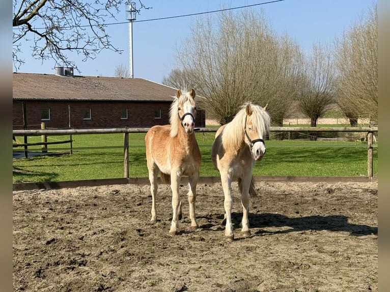 Haflinger Caballo castrado 1 año 145 cm Alazán in Drensteinfurt
