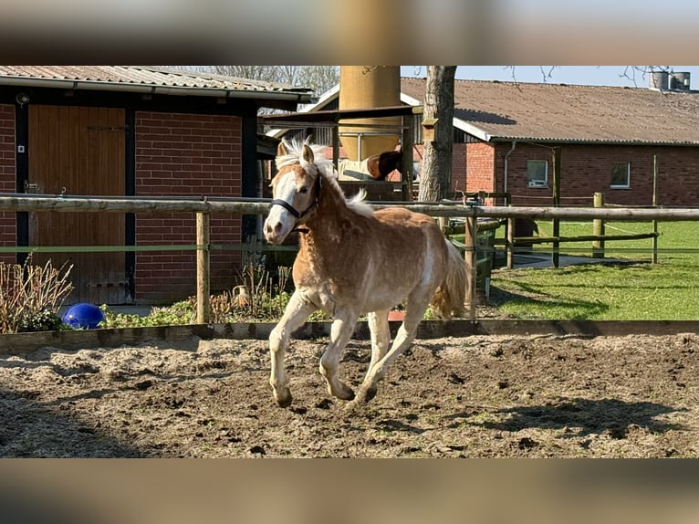 Haflinger Caballo castrado 1 año 145 cm Alazán in Drensteinfurt