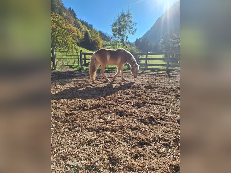 Haflinger Caballo castrado 1 año 145 cm Palomino in Jerzens