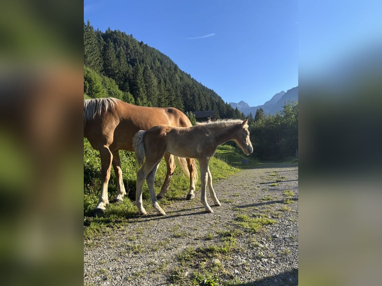 Haflinger Caballo castrado 1 año 150 cm  in Brand