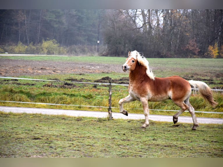 Haflinger Caballo castrado 1 año 150 cm Palomino in Brzoz&#xF3;wka