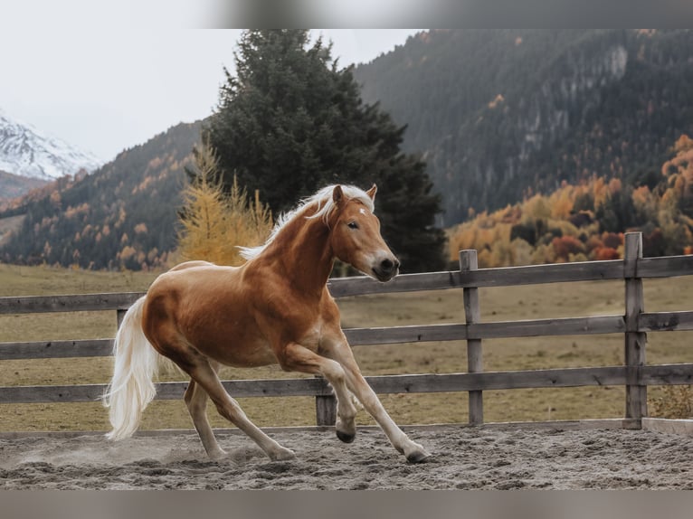 Haflinger Caballo castrado 1 año 151 cm Alazán in Nauders