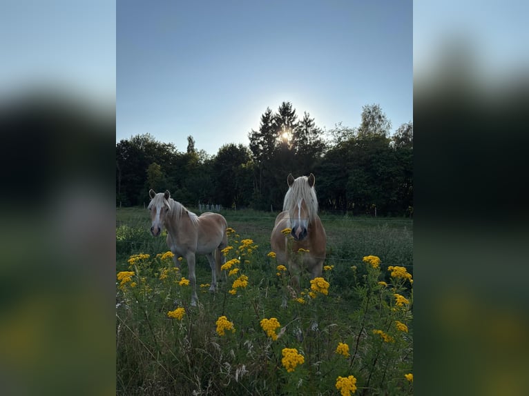 Haflinger Caballo castrado 1 año Alazán in Schönewörde