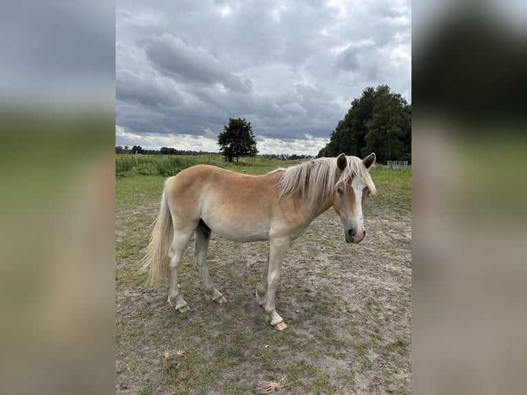 Haflinger Caballo castrado 1 año Alazán in Schönewörde