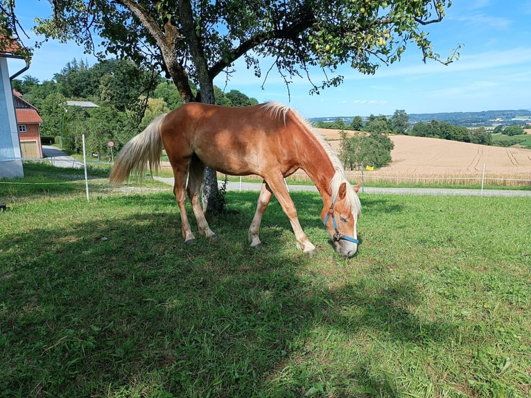 Haflinger Caballo castrado 1 año Alazán-tostado in Steyr