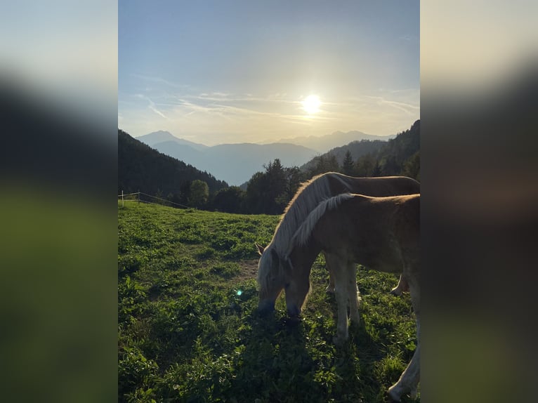 Haflinger Caballo castrado 1 año in Vöran