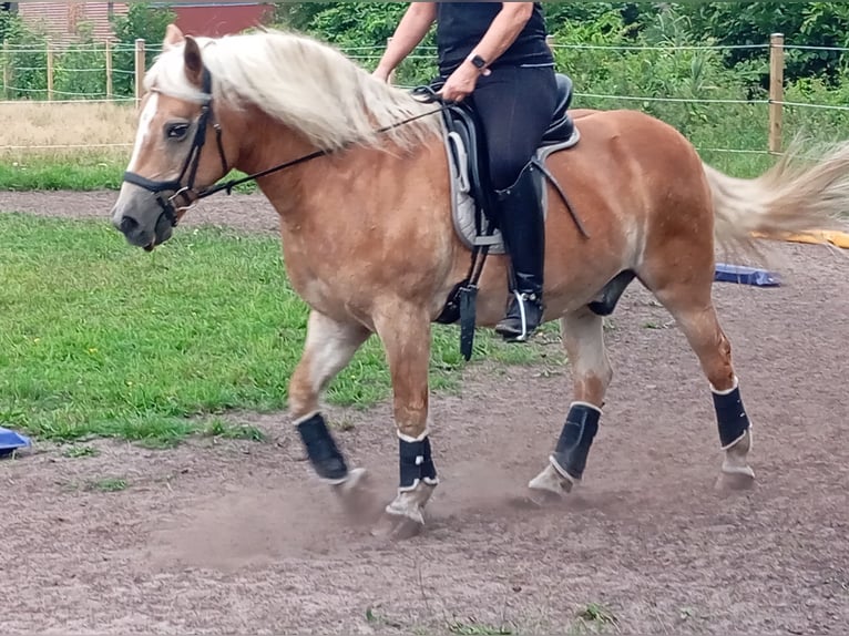 Haflinger Caballo castrado 20 años 145 cm Alazán in Rheine